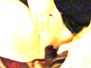 Granny mexicana bbw has oral sex