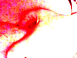 Pussy