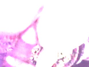 Fingered and fucked doggystyle hard and rough